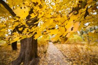 Золотая осень в Ясной Поляне, Фото: 109