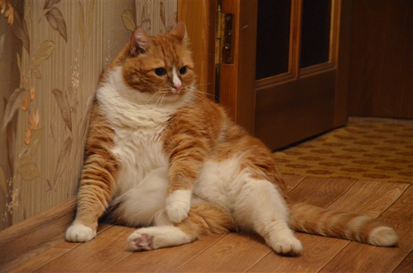 Толстопузик Маркиз, 12 кг, несмотря на свой вес очень энергичный и шкодливый котейка))))