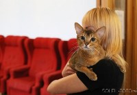 Выставка кошек, Фото: 2