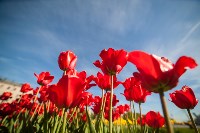 Тюльпаны в Туле, Фото: 48