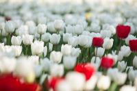 В Туле расцвели тюльпаны, Фото: 13