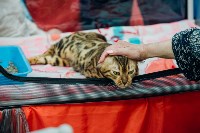 Выставка кошек "Конфетти", Фото: 25