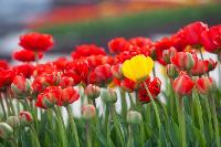 В Туле расцвели тюльпаны, Фото: 53
