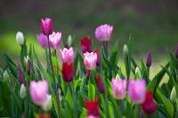 В Туле расцвели тюльпаны, Фото: 41