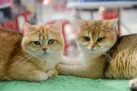 Выставка "Пряничные кошки" в ТРЦ "Макси", Фото: 98