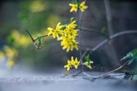 Аномальное цветение апреля: в Туле уже распустилась черемуха, Фото: 36