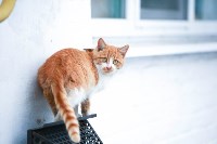 Коты и кошки в Туле, Фото: 21