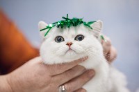 Выставка кошек в МАКСИ, Фото: 85