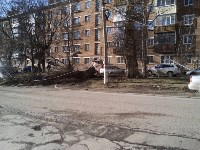 Поваленное дерево на ул.Октябрьской, Фото: 4