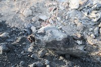 Незаконную свалку на берегу Тулицы спрятали под грудой земли, Фото: 31