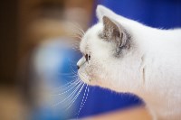 В Туле прошла выставка «Пряничные кошки» , Фото: 106