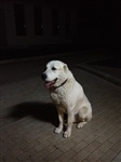  Пропала собака, Фото: 2