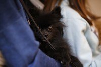 Выставка собак в Туле 29.02, Фото: 43