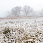 Ледяное утро в Центральном парке, Фото: 3