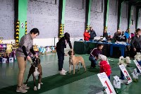 Выставка собак в Туле 24.11, Фото: 127