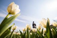 В Туле расцвели тюльпаны, Фото: 77