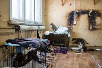 Волонтеры спасли кошек из адской квартиры, Фото: 67