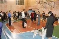В Туле прошла всероссийская выставка собак, Фото: 45