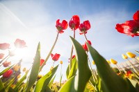 Тюльпаны в Туле, Фото: 7