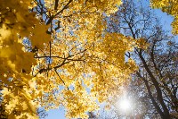 Золотая осень в Ясной Поляне, Фото: 13