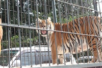 Тигры в городе!, Фото: 10