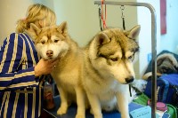 В Туле прошла Всероссийская выставка собак, Фото: 54