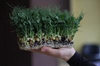 Елена Киеня выращивает микрозелень, Фото: 26
