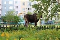 Лось во дворе дома №45 по ул. Плеханова, Фото: 14