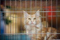 Выставка кошек "Конфетти", Фото: 43