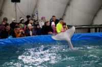 Дельфинарий в Туле, Фото: 2