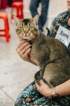 Выставка кошек в Туле, Фото: 115
