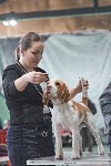 Выставка собак в Туле 26.01, Фото: 65