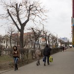 Кронированные деревья на ул.Октябрьской. 7.04.2015, Фото: 3