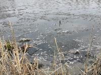 В пруду поселка Октябрьский в Туле из-за загрязнения гибнет рыба, Фото: 4