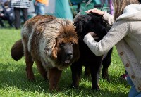 В Туле прошла Всероссийская выставка собак , Фото: 27