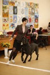 Выставка собак в Туле 29.02, Фото: 21