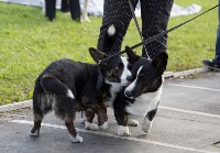 В Туле прошла Всероссийская выставка собак , Фото: 32