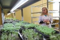 Елена Киеня выращивает микрозелень, Фото: 18