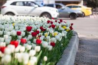 В Туле расцвели тюльпаны, Фото: 16