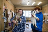 Волонтеры спасли кошек из адской квартиры, Фото: 54