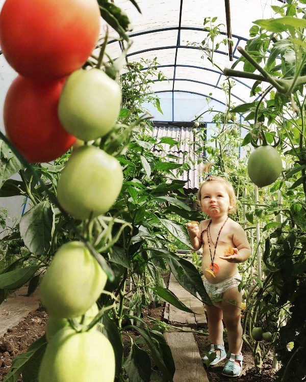 Саша проверяет помидоры на вкус