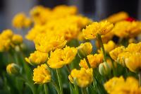 В Туле расцвели тюльпаны, Фото: 51